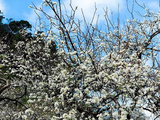 Thời điểm giáp tết âm lịch, khắp Mộc Châu bao phủ bởi sắc trắng rực rỡ. Từ những con đường trải dài, băng qua khắp bản, đến con hẻm nhỏ trong vách núi, đâu đâu cũng ngập tràn một nét trắng tinh khôi của hoa mận. Vẻ đẹp của loài hoa nay đẹp chân phương, giản dị, thực sự là cảnh đẹp khó tả thành lời.