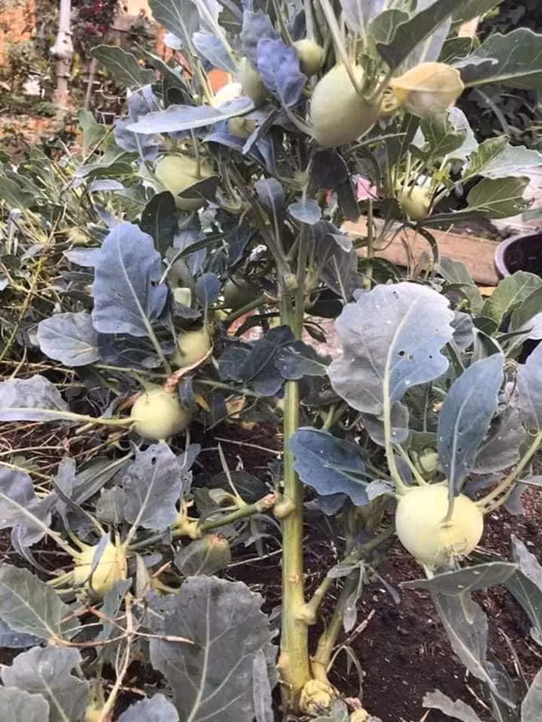 Bi dem bay ban trong sieu thi su hao no hoa khien dan mang sung sot-Hinh-6