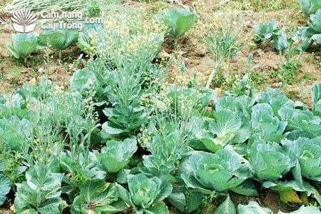 Bi dem bay ban trong sieu thi su hao no hoa khien dan mang sung sot-Hinh-7