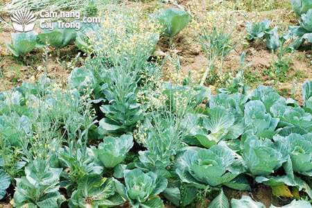 Bi dem bay ban trong sieu thi su hao no hoa khien dan mang sung sot-Hinh-7