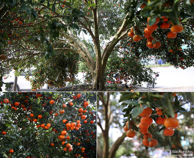 Cây quýt có khoảng 3 tạ quả.