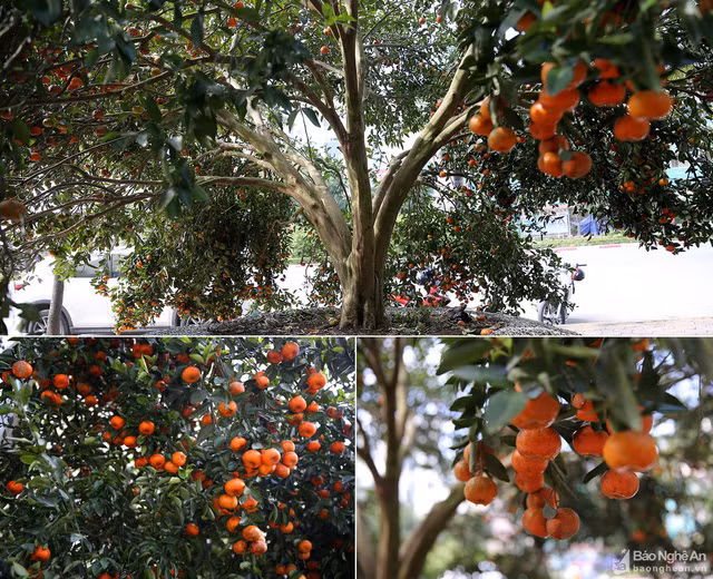 Cây quýt có khoảng 3 tạ quả.