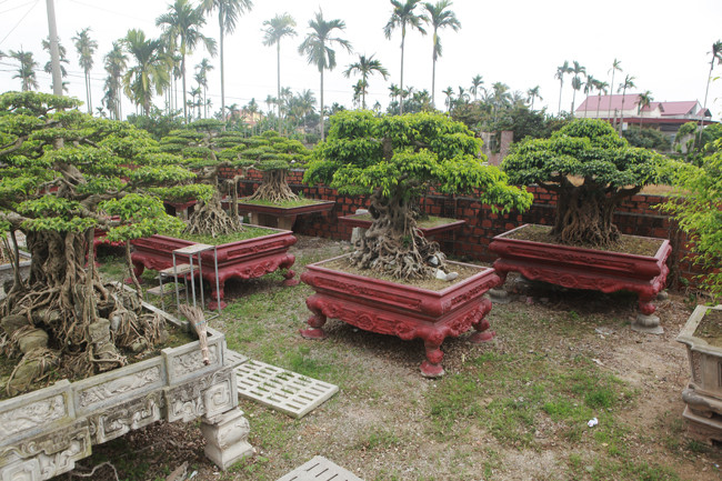 "Nhiều người dân trong xã không biết giá trị của cây, họ nói tôi “khùng” khi bỏ ra nhiều tỷ đồng mua cây. Chỉ có ai chơi cây, yêu cây mới hiểu hết giá trị của cây", anh Hùng tâm sự.