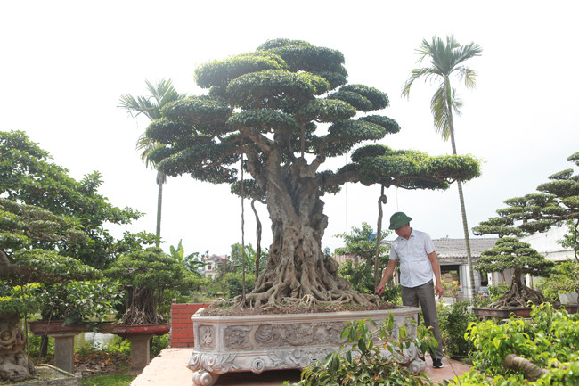 Anh Hùng dẫn chúng tôi đi thăm quan khu vườn rộng hàng nghìn mét vuông, anh say sưa giới thiệu những cây cảnh tâm đắc như tác phẩm sanh cổ “Lão mai đại thụ” anh mới mua với giá hơn 3 tỷ đồng.