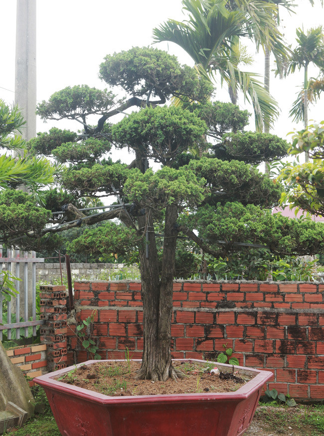 Hai cây tùng cũng mới được anh Hùng mua với giá 450 triệu đồng