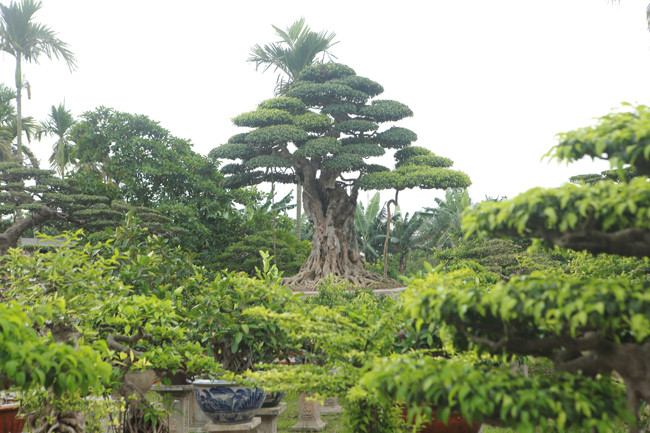 Được biết tác phẩm sanh cổ “Lão mai đại thụ” có tuổi đời trên 100 năm. Anh Hùng bỏ nhiều thời gian để thuyết phục chủ nhân cũ bán lại. “Những cây già, dáng thế đẹp các đại gia lắm tiền săn lùng hết. Mình không phải đại gia nhưng yêu thích cây nên cố gắng có vài cây đẹp trong vườn để ngắm”, anh Hùng nói.