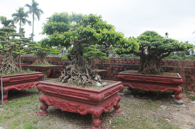 Những cây sanh tuổi đời hàng chục năm, có giá trị vài trăm triệu đồng trong vườn nhà anh Hùng.