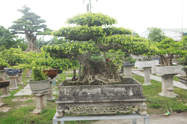 Như năm 2011, cây rớt giá, nhiều người phải từ bỏ chơi cây cảnh