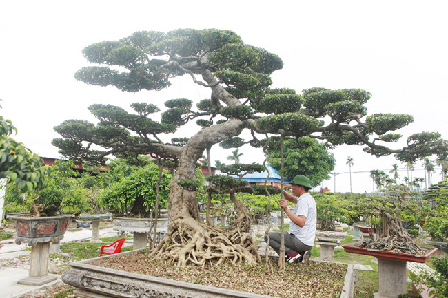 Hai cây sanh dáng long của anh Hùng mới mua giá hơn 5 tỷ đồng ở Nam Định