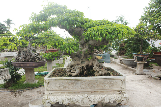 Hiện tại những cây già, đẹp rất được giá vì tìm mua khó, anh Hùng thông tin.