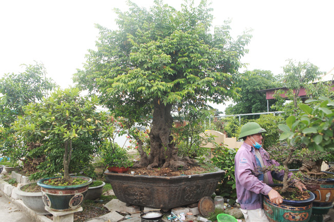 Tác phẩm khế cổ được định giá gần 500 triệu đồng