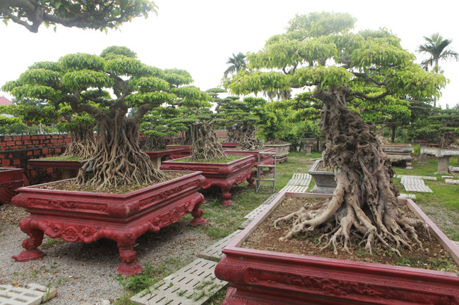Thực sự đam mê, kiên trì nhất định sẽ có thành quả vì làm cây không thể tính tháng , tính năm mà tính hàng chục năm mới có thành quả.