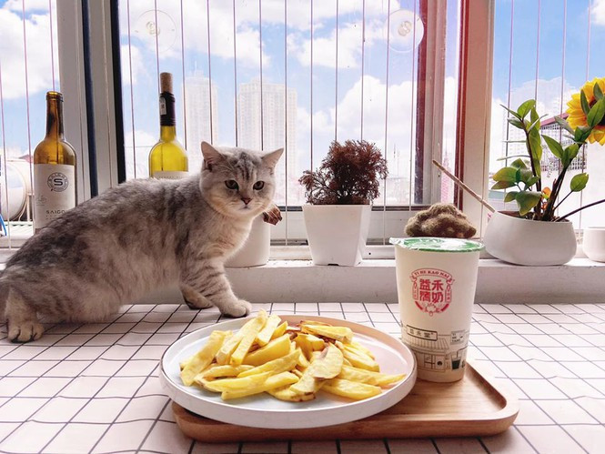 Suốt hơn một năm tự lập, chàng trai 25 tuổi đã có thêm hai người bạn đồng hành nữa là hai chú mèo “ú na ú nần”. Bên cạnh đó, anh chàng cũng trang bị cho bản thân thật nhiều kĩ năng cần thiết, đó là cách trang trí nhà cửa, nấu ăn, trồng cây và cách chăm sóc thú cưng.