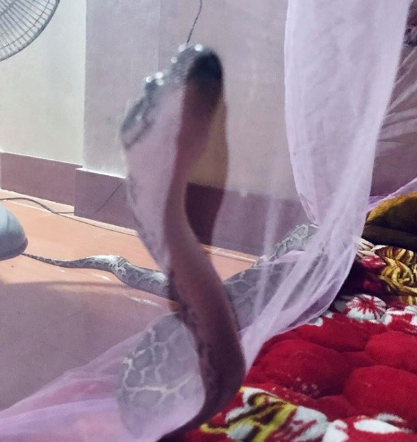 Tran khong lo dai ca met lo dau vao giuong 