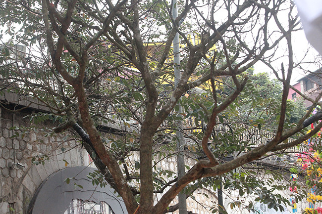 Dáng thế cây hoàn toàn tự nhiên, không hề có uốn nắn hay tác động của con người.