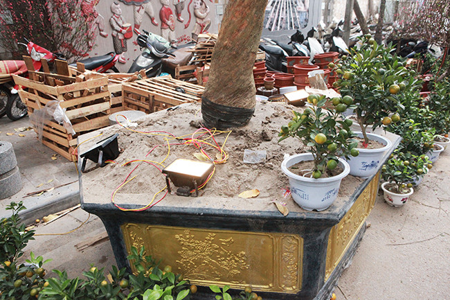 Cây được trồng trong một chậu lớn.