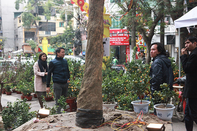 Anh Tuấn Anh, chủ nhân cây mai quý, cho biết đây là giống mai quý có tuổi đời 120 năm, nguồn gốc từ Quảng Trị. Anh mới mua nó được khoảng hơn 1 năm.