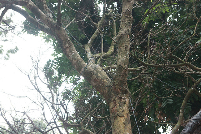 Mỗi một bông hoa mai có 8 cánh.