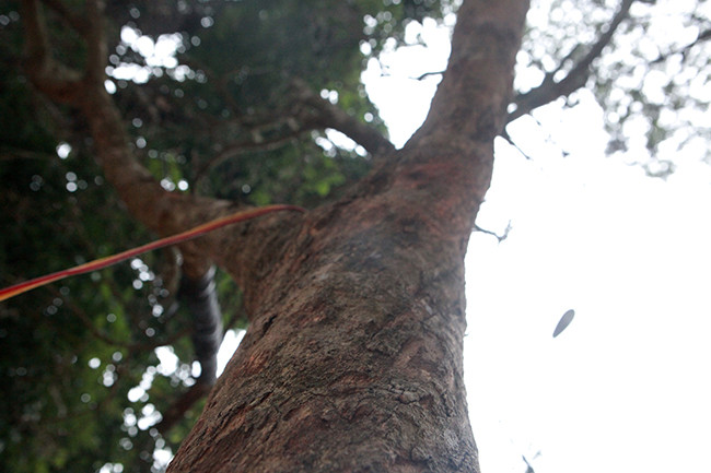 "Sau hơn 1 năm chăm sóc, tôi sử dụng kỹ thuật để ép cho hoa nở đúng dịp Tết mới đem ra đây trưng bày và rao bán. Giá bán khoảng 4 tỷ đồng", anh Tuấn Anh nói.