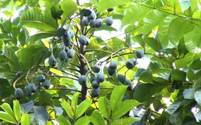 Đó chính là quả trám đen. Mùa trám thường bắt đầu từ tháng 7-9 âm lịch.