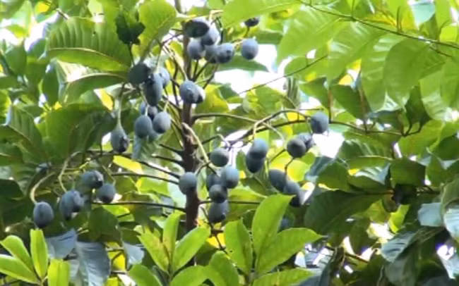 Đó chính là quả trám đen. Mùa trám thường bắt đầu từ tháng 7-9 âm lịch.