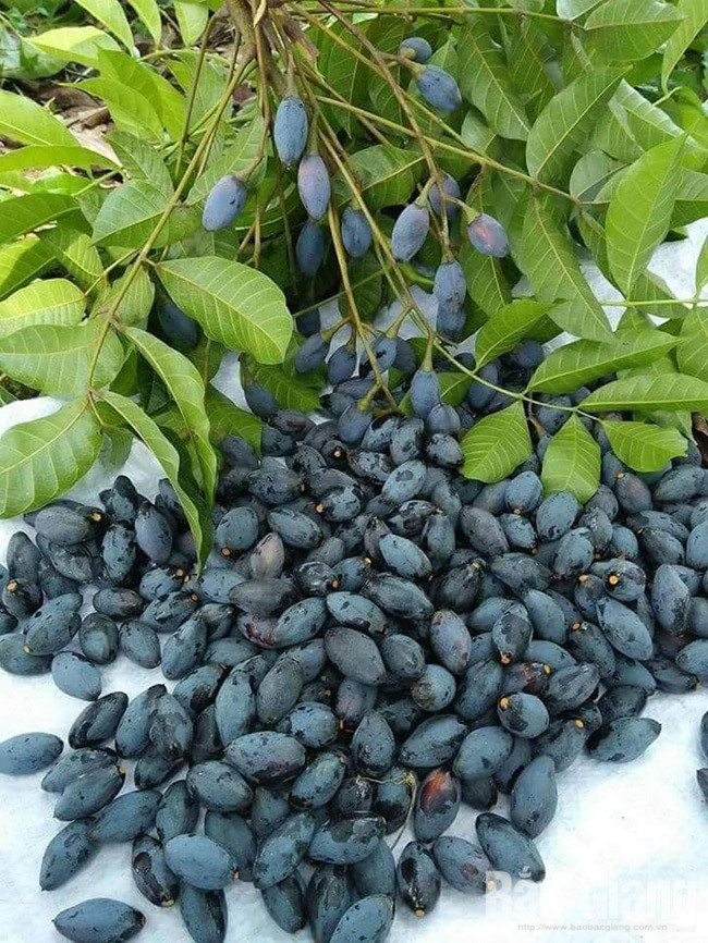 Hiện nay, tại các khu chợ bán lẻ, trám đen đã bắt đầu xuất hiện.