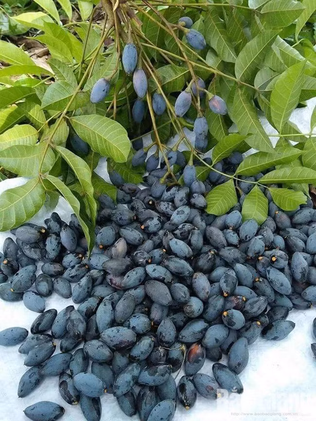 Hiện nay, tại các khu chợ bán lẻ, trám đen đã bắt đầu xuất hiện.