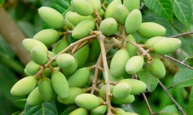 Cây trám thân cao, tán rộng, người hái trám phải trèo lên cây, dùng sào xỉa vào các chùm quả. Hái trám, khó khăn nhất là lúc trèo, vì thân cây cao, trơn tru, thẳng đuột, không có chỗ bám víu.