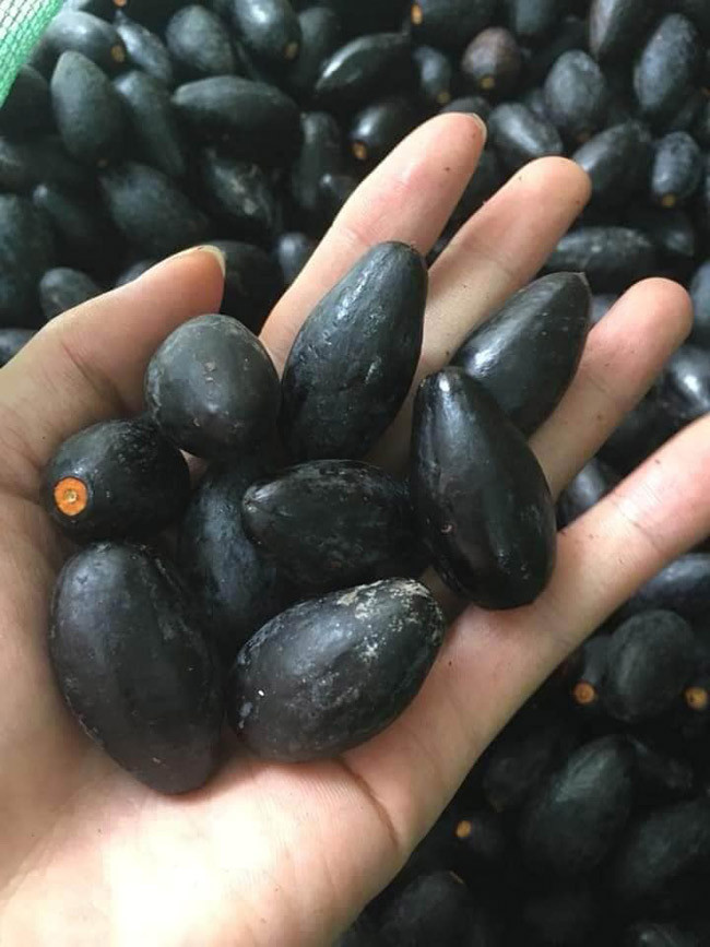 Quả trám nhỏ, lúc mới đậu quả có màu xanh, khi chín chuyển thành màu đen bọc một lớp bụi phấn trắng.