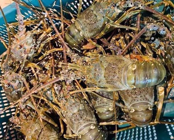 Ca hoi, tom hum o at giam gia, mam co dac san ngay nghi le