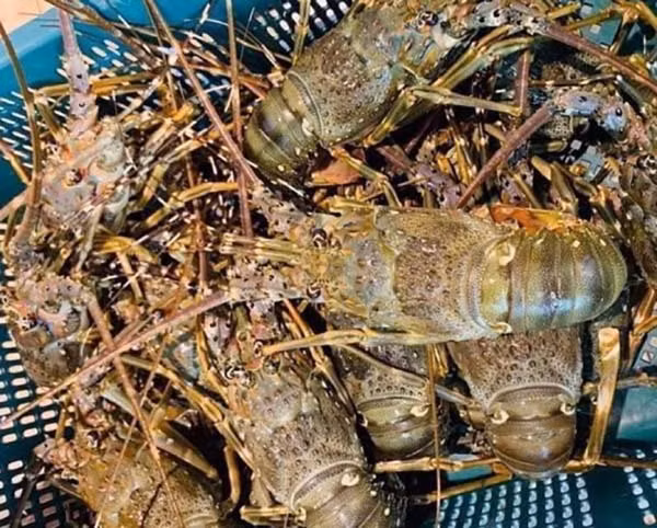 Ca hoi, tom hum o at giam gia, mam co dac san ngay nghi le