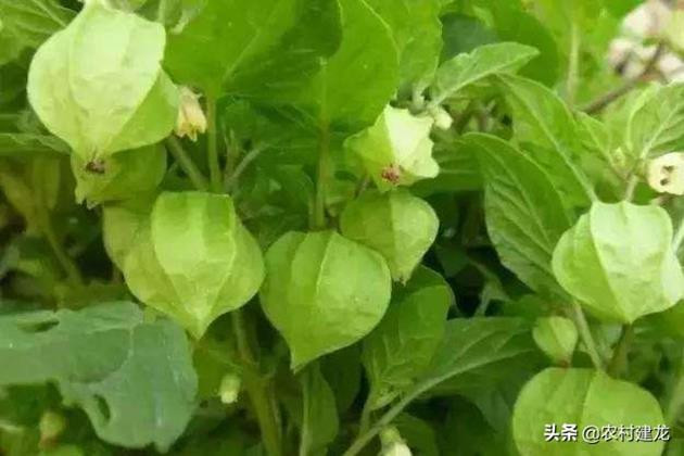 Qua dai Viet Nam moc day bo, nuoc ngoai ban tram nghin/kg-Hinh-2