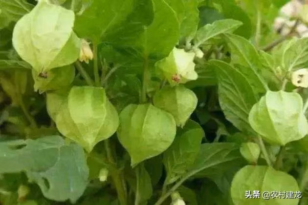 Qua dai Viet Nam moc day bo, nuoc ngoai ban tram nghin/kg-Hinh-2