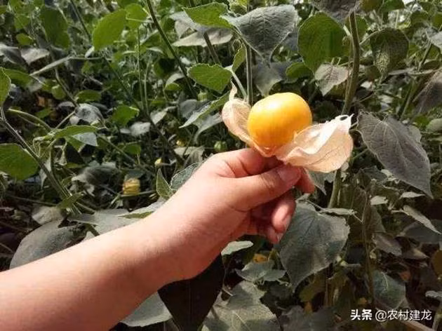 Qua dai Viet Nam moc day bo, nuoc ngoai ban tram nghin/kg-Hinh-3