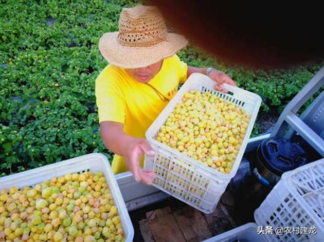 Qua dai Viet Nam moc day bo, nuoc ngoai ban tram nghin/kg-Hinh-4