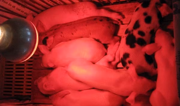 Lon con gia 150.000d/con, tiec cua giu lai nuoi chi vai thang dut tui chuc trieu-Hinh-2