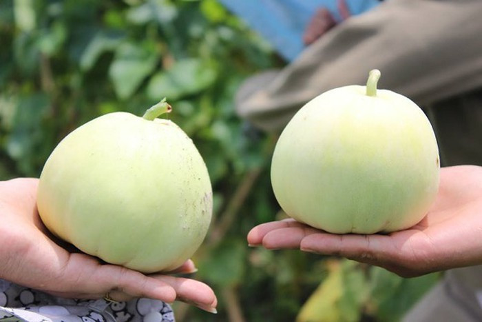 Meo chon dua le ngot lim, thanh mat lai khong so tam hoa chat doc hai