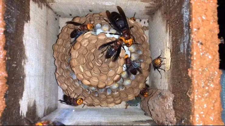 Nhan giong “sat thu rung gia”, nong dan kiem ca tram trieu dong/nam-Hinh-3