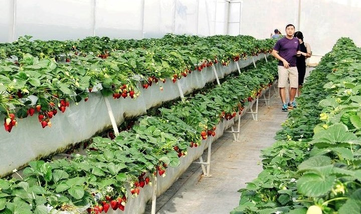 "Mỗi ngày trang trại cung cấp cho hệ thống siêu thị lớn trong cả nước gần 1 tấn dâu, lúc cao điểm khoảng 1,5 tấn", chủ trang trại cho biết.