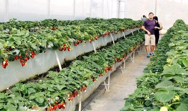 "Mỗi ngày trang trại cung cấp cho hệ thống siêu thị lớn trong cả nước gần 1 tấn dâu, lúc cao điểm khoảng 1,5 tấn", chủ trang trại cho biết.