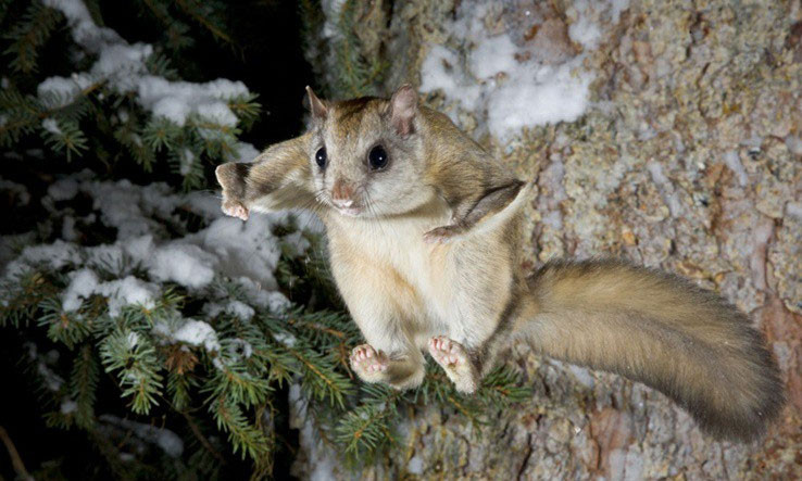 Bo long loai vat choi loa duoi tia UV va la ly do dac biet