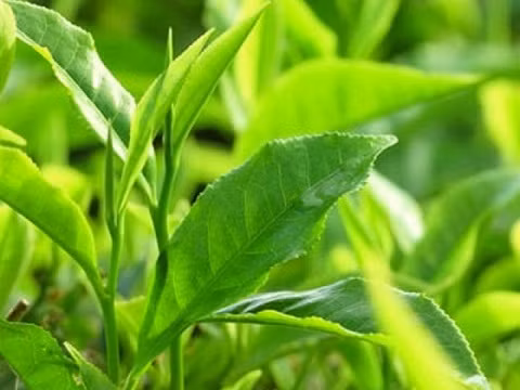 Lá trà xanh: Trị mụn cơm bằng tinh chất trà xanh rất hiệu quả nhé! Chỉ đơn giản bằng cách bạn hãy bôi trực tiếp nó lên nốt mụn mỗi ngày cho đến khi những nốt mụn cơm phải “tự nguyện” rút lui.