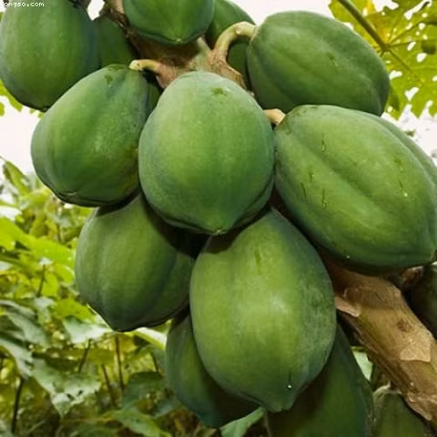 Đu đủ xanh: Cắt những vết cắt cạn trên vỏ một trái đu đủ xanh, sẽ thấy nhựa trắng chảy ra. Pha một chút nước với chất nhựa từ vỏ đu đủ, sau đó bôi lên chỗ có mụn. Chất enzym có tác dụng tiêu hủy các tế bào chết. Bôi hỗn hợp nước trên một ngày 2 lần vào buổi sáng và tối. Lưu ý tránh nước.