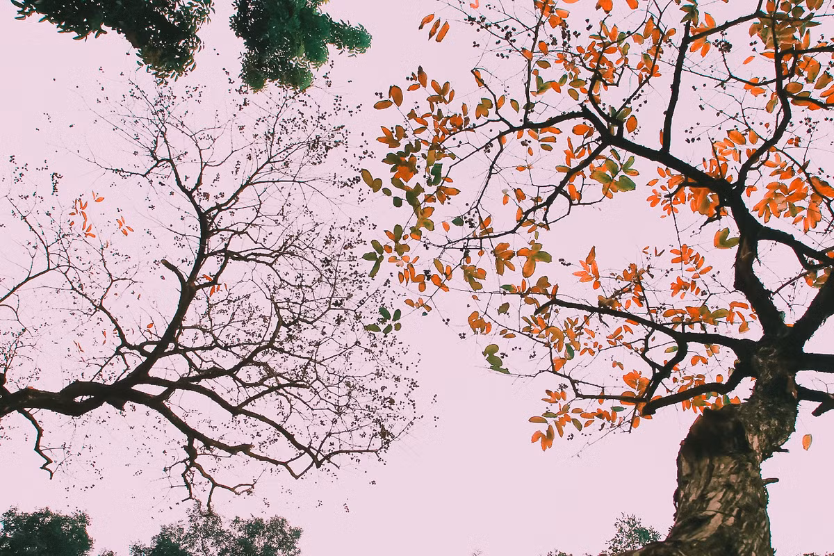 Những con đường Hà Nội như Phan Đình Phùng, Trần Phú, Hoàng Hoa Thám, Hoàng Diệu được dát vàng, khiến ai đi ngang qua cũng phải chậm lại đôi chút để thả hồn ngẩn ngơ theo từng chiếc lá bay.