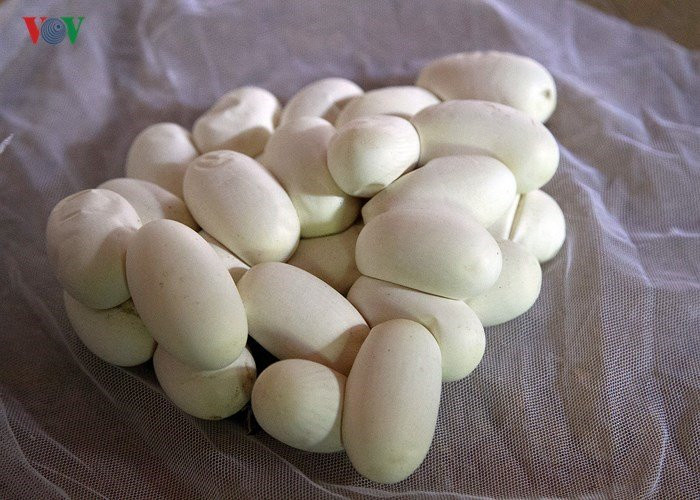 Vào giữa mùa đông, rắn bố mẹ được ghép đôi trong các chuồng nuôi. Đến tháng 3-4, khi tiết trời ấm áp, rắn cái sẽ đẻ trứng. Khoảng 60-70 ngày sau, trứng sẽ nở ra rắn con.