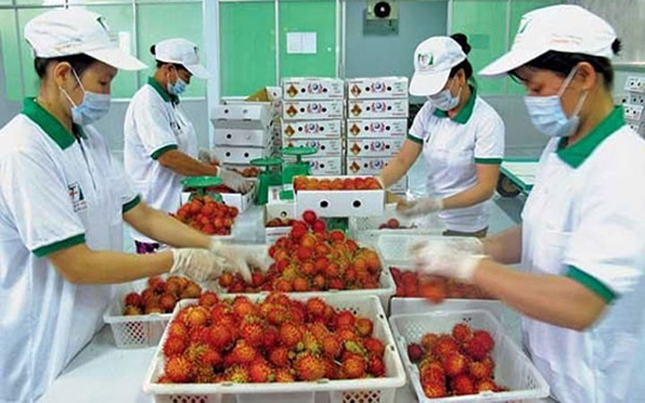 Mới đây, Đại sứ quán New Zealand tại Việt Nam tổ chức lễ công bố nhập khẩu trái cây chôm chôm của Việt Nam sang New Zealand. (Ảnh: Báo Giao thông)