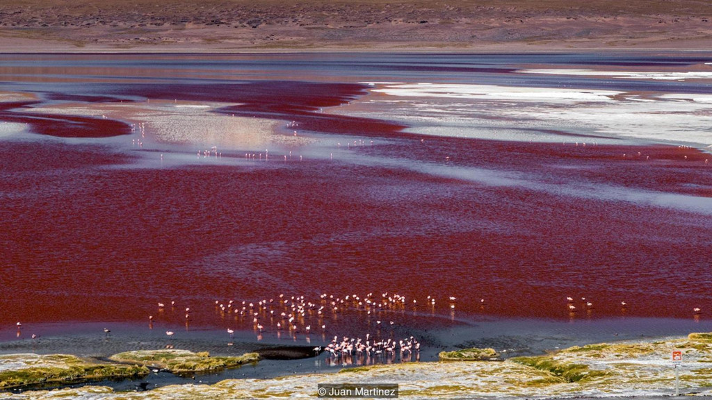 Cũng nằm trong khu bảo tồn và cách Sol de Manana khoảng 45 km, Laguna Colorada (hay còn gọi là đầm Đỏ) là hồ nước mặn nổi tiếng với sắc đỏ rực rỡ. Màu của hồ xuất phát từ tảo dunaliella salina và các trầm tích của sinh vật phù du. Ảnh: Juan Martinez.