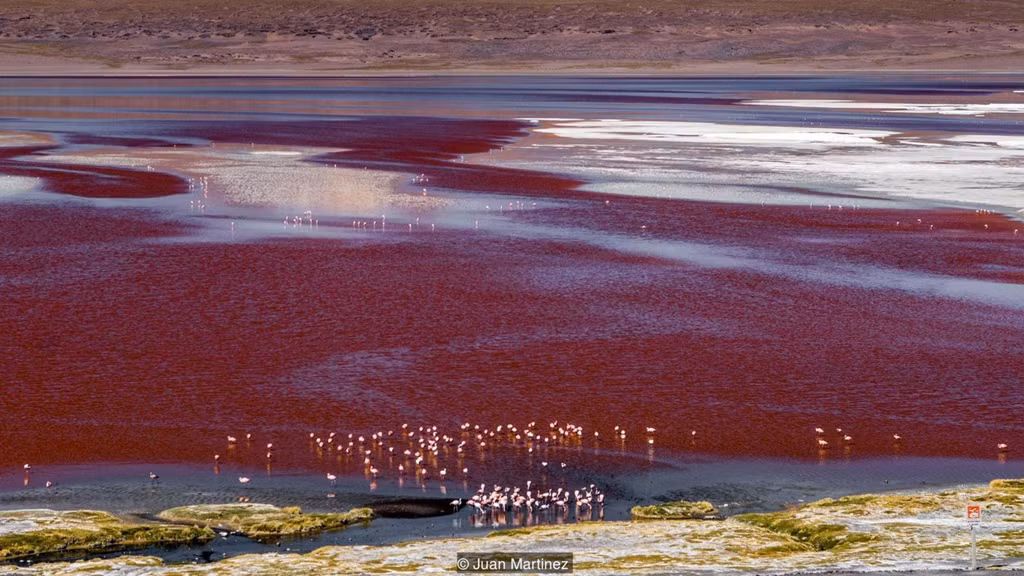 Cũng nằm trong khu bảo tồn và cách Sol de Manana khoảng 45 km, Laguna Colorada (hay còn gọi là đầm Đỏ) là hồ nước mặn nổi tiếng với sắc đỏ rực rỡ. Màu của hồ xuất phát từ tảo dunaliella salina và các trầm tích của sinh vật phù du. Ảnh: Juan Martinez.