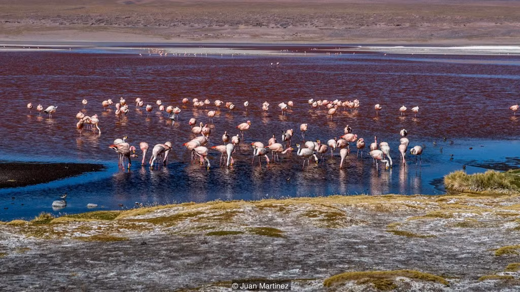 Laguna Colorada còn là môi trường hoàn hảo cho loài hồng hạc làm tổ. Ngoài bãi bùn lầy ngăn kẻ săn mồi, vùng nước cung cấp lượng lớn thức ăn cho loài sinh vật này. Trong số 6 loài hồng hạc trên thế giới, các nhà khoa học phát hiện 3 loài ở đầm Đỏ, gồm một loài được cho là đã tuyệt chủng. Ảnh: Juan Martinez.