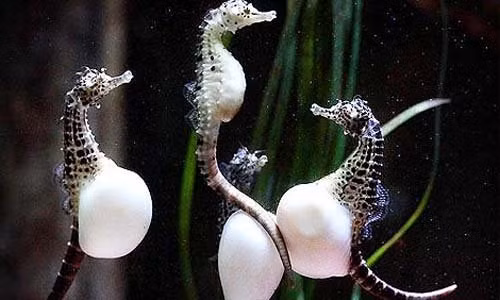 Diem dac san Phu Quoc “dat sat ra mieng” duoc san lung-Hinh-3